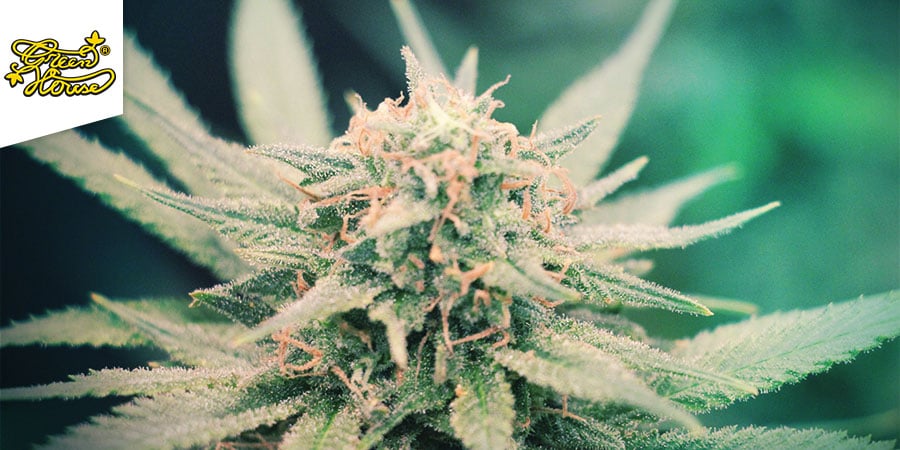 Exodus Cheese (Greenhouse Seeds)